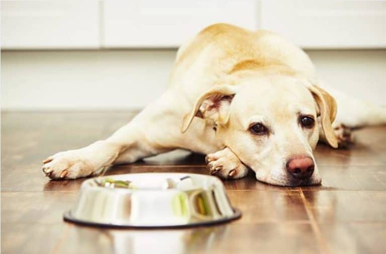 chien ne veut pas boire eau
