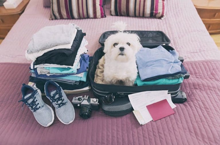 voyager avec son chien