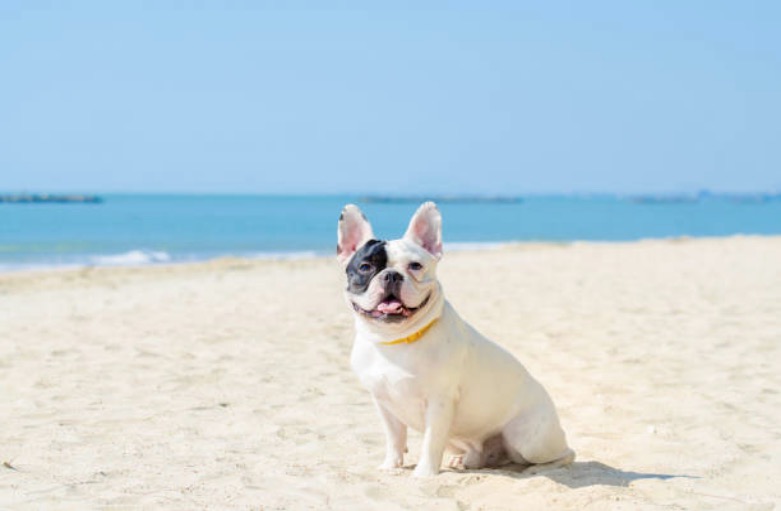 chien plage dangers