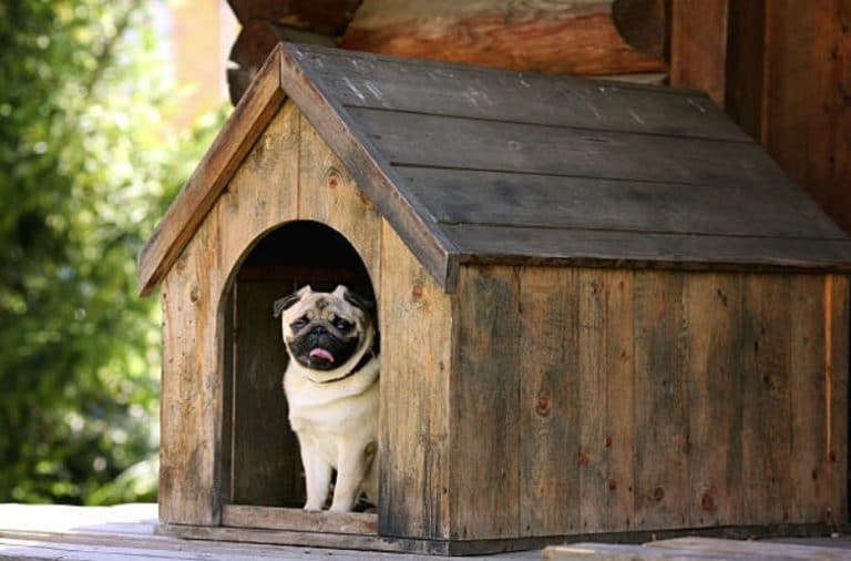 choisir une niche pour son chien