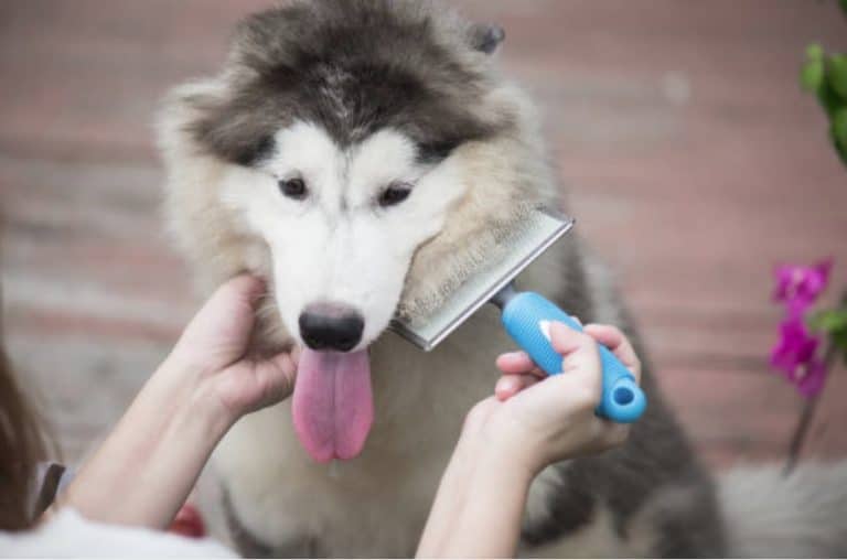 chien pellicules