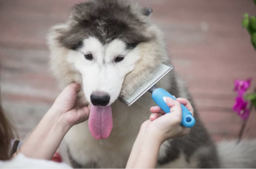chien pellicules