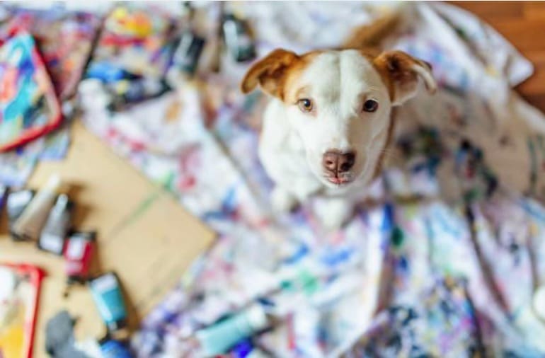 musee du chien new york