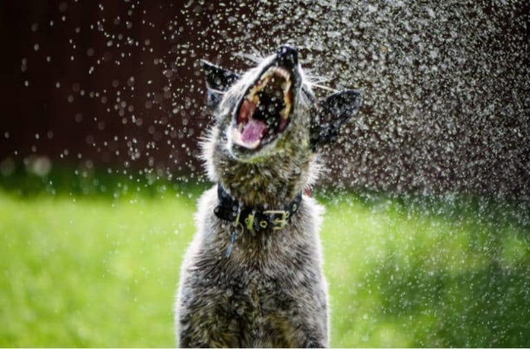 jeux d eau chien