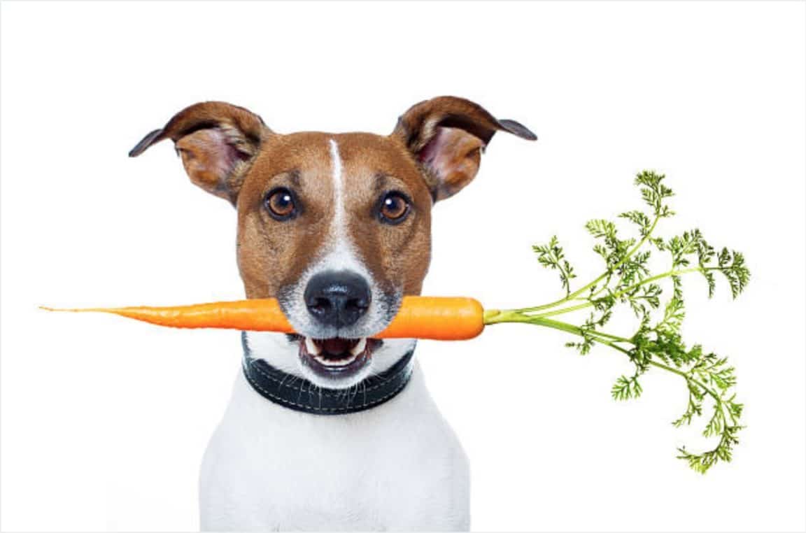 legumes bons pour le chien