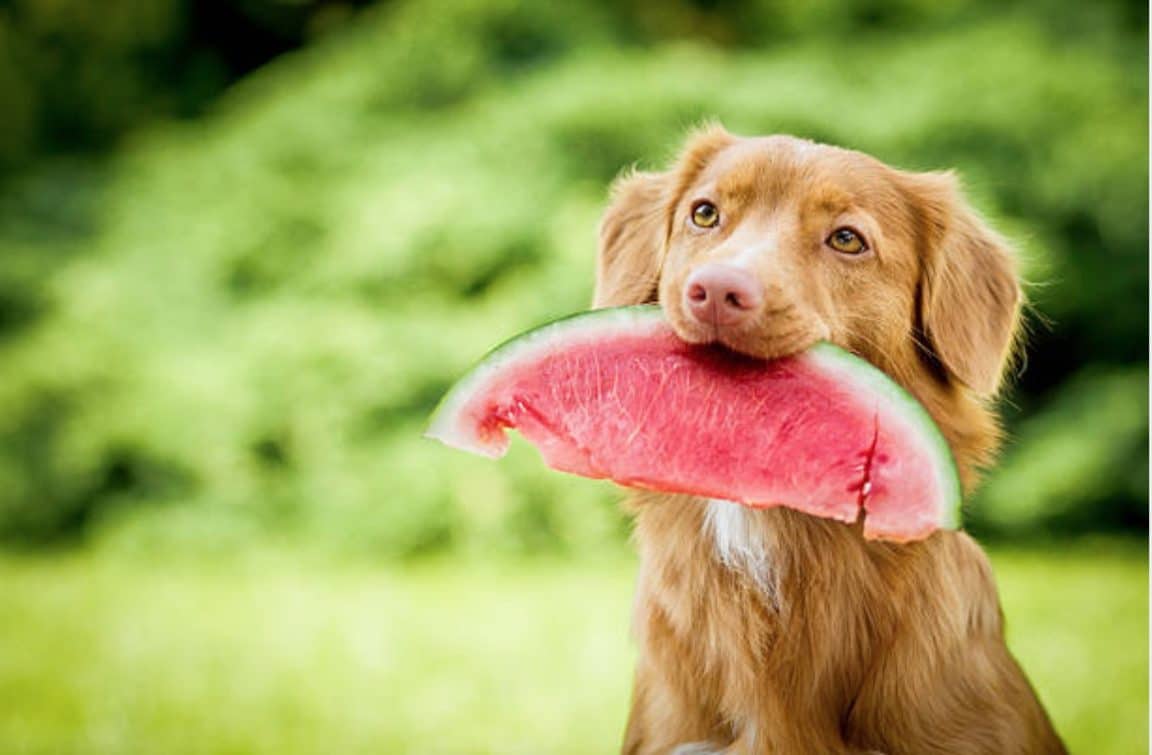 fruits bons pour le chien