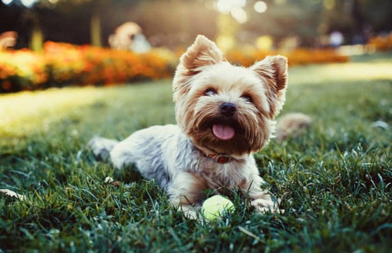 yorkshire terrier