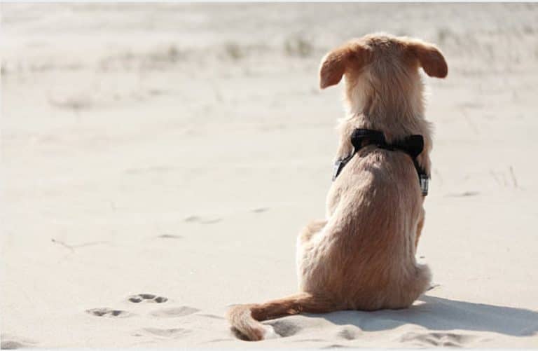 histoire chienne gobi