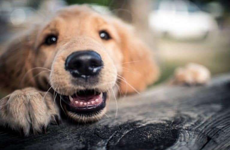moustaches du chien