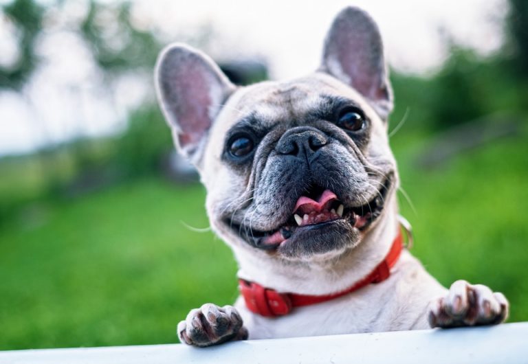 bouledogue souriant