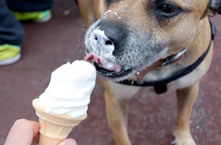 chien glace korhil65 / iStock