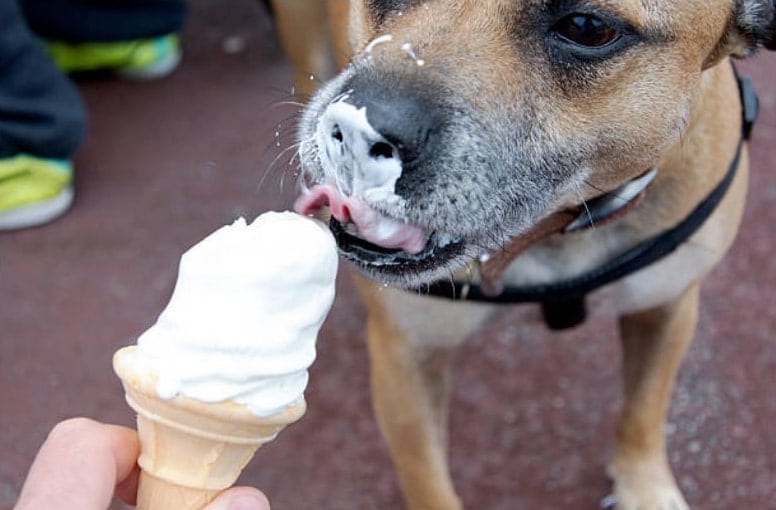 chien glace korhil65 / iStock