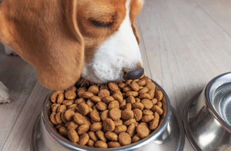 chien mange Crédits _ alex_ugalek _ iStock