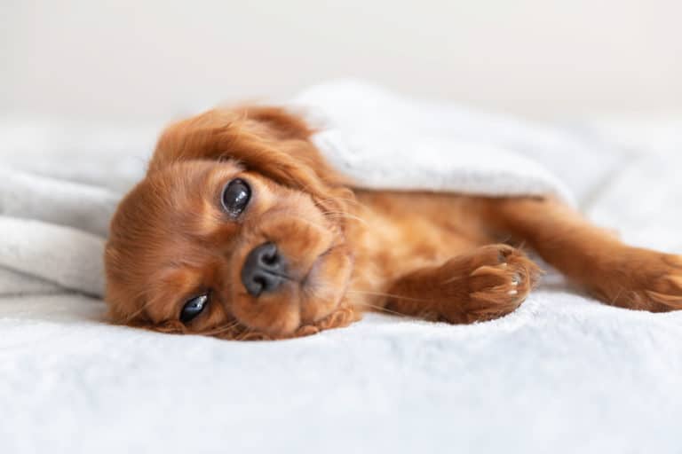chiot dormir triste pleurs