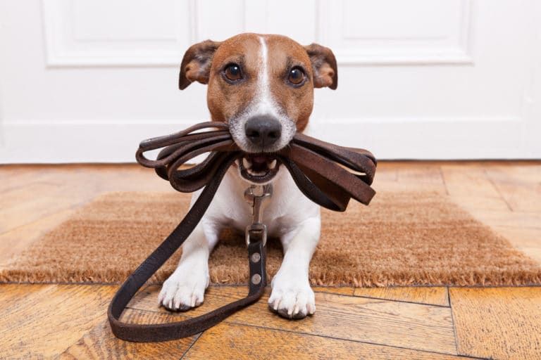 chien laisse sortie