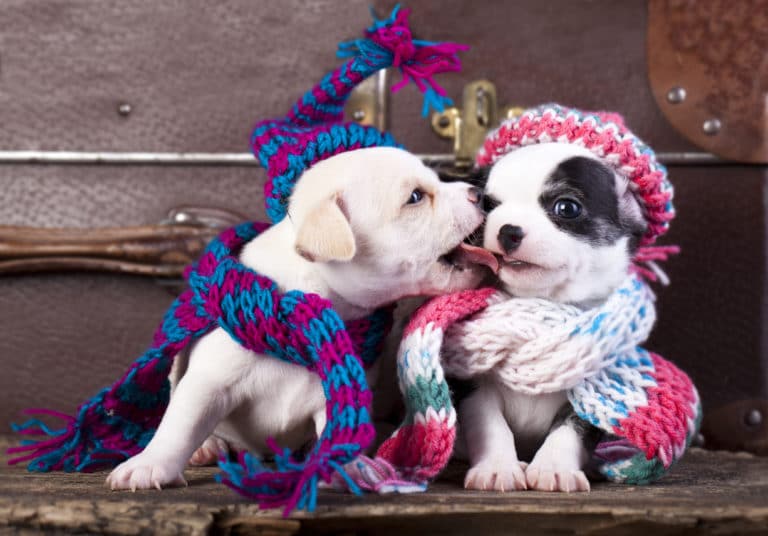 chiot garçon fille bisou