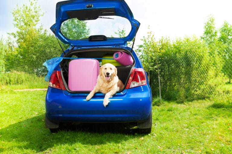 chien voiture vacances