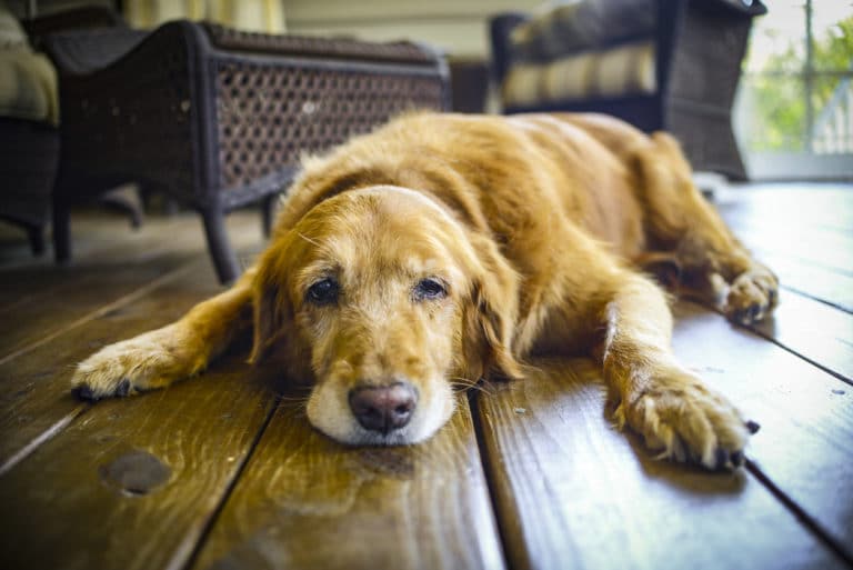 chien ennui seul fatigué