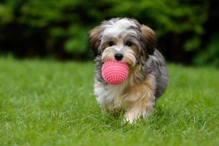 chien chiot lancer balle