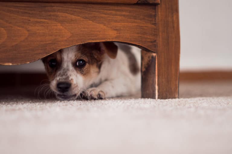 chien peur caché meuble