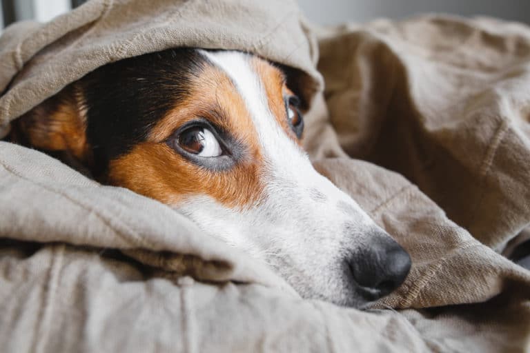 chien souffrir couché