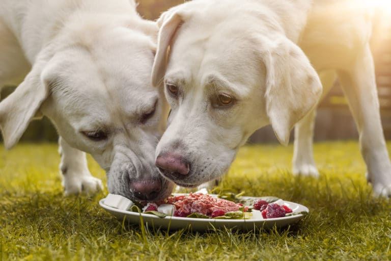 chiens manger assiette sain