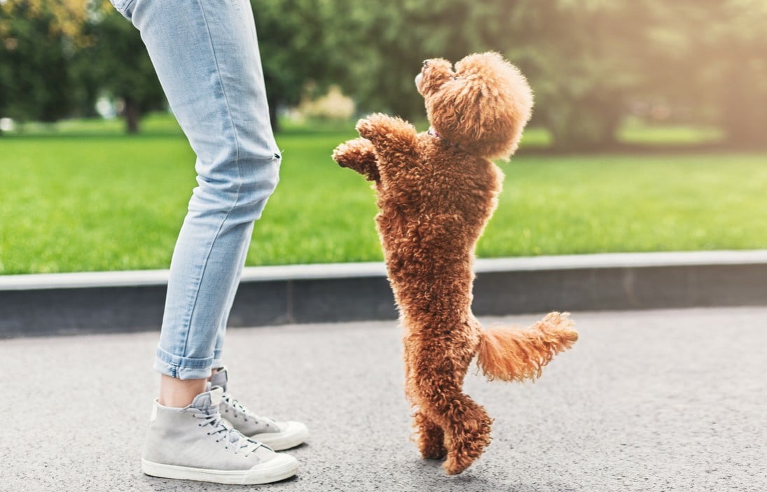 chien debout saute maitre
