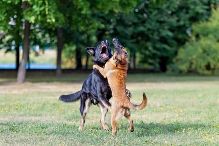 deux chiens en train de se battre