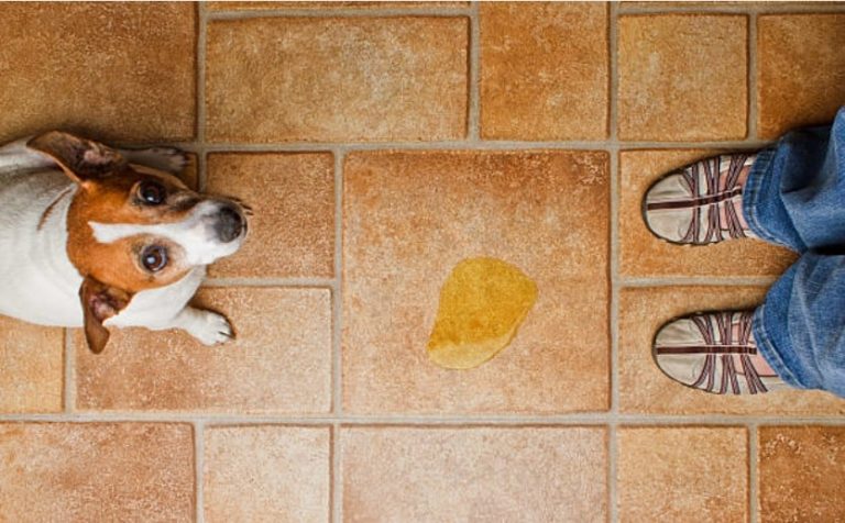 incontinence chien markcarper iStock