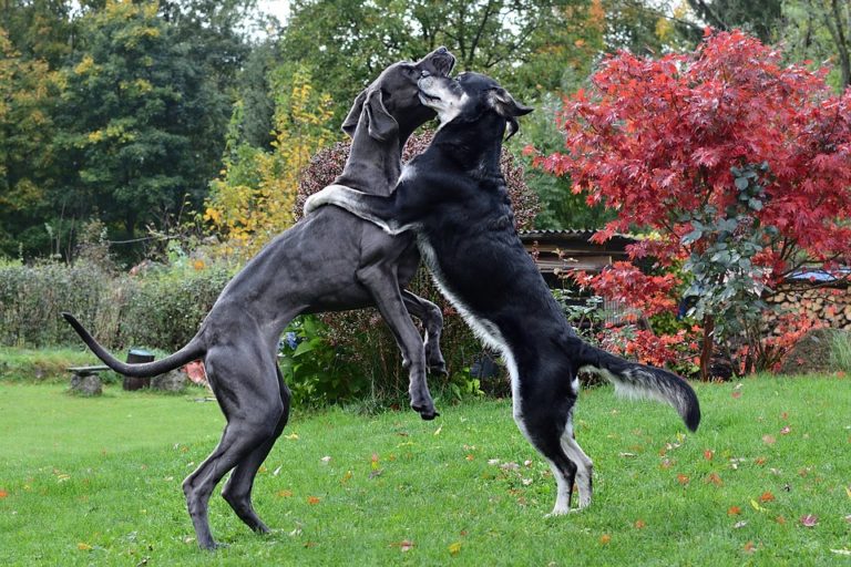 plus grandes races de chiens du monde