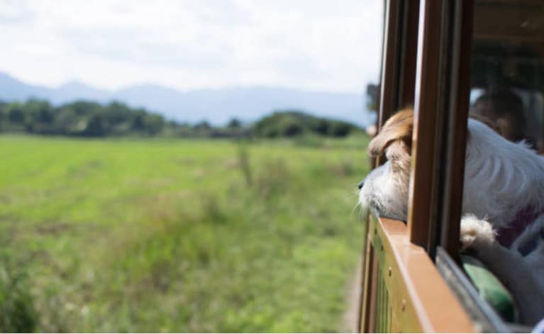 petit train promener chiens abandonnes