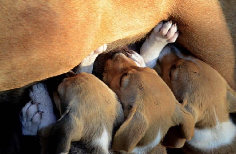 savoir si chienne attend des petits
