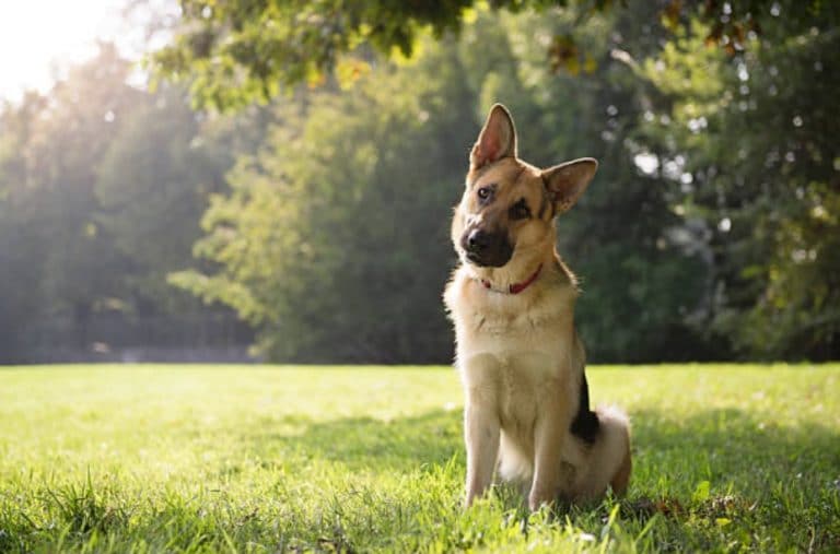 chien penche la tete