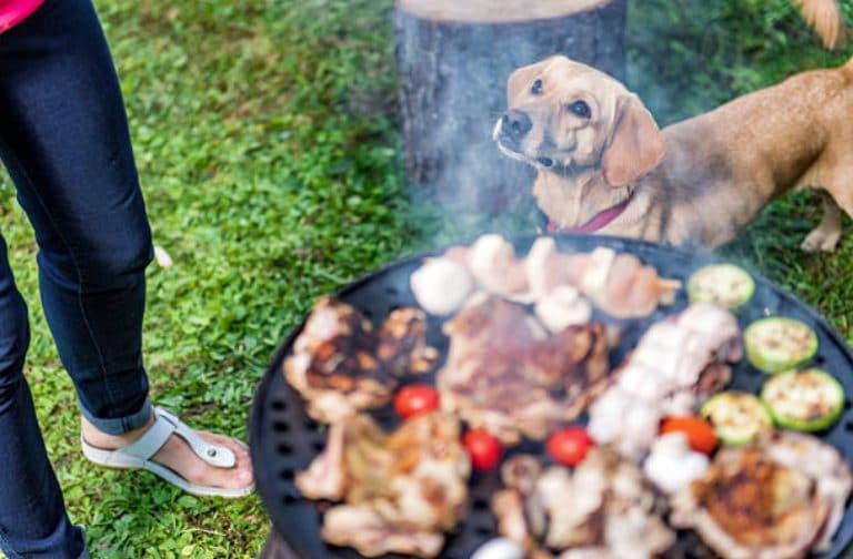 danger chien barbecue