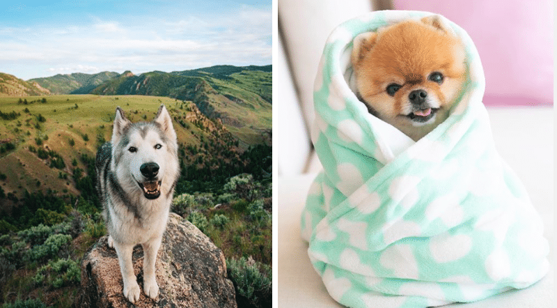 chiens sur les réseaux sociaux