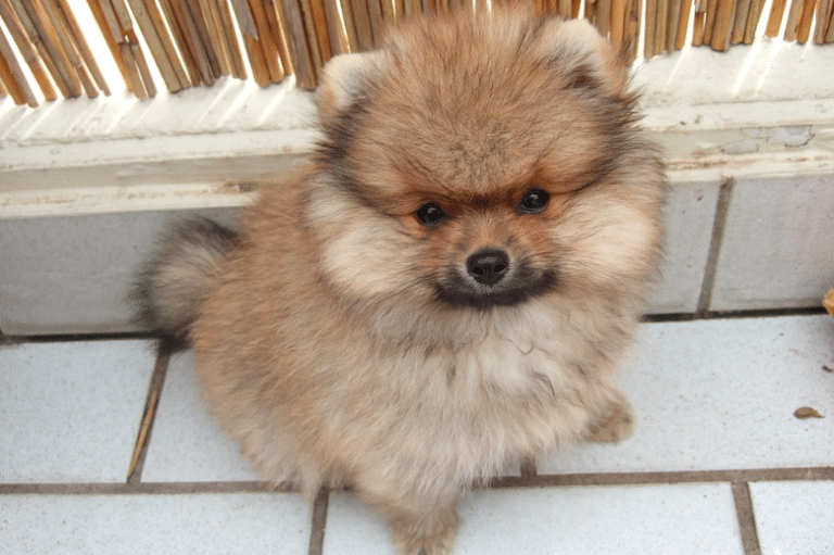 Loulou de Poméranie