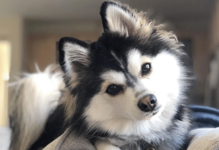 Pomsky