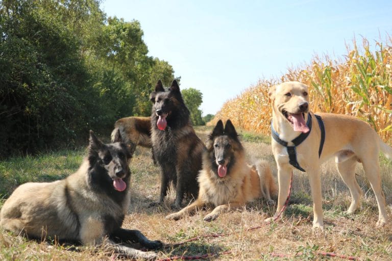 vacances chiens