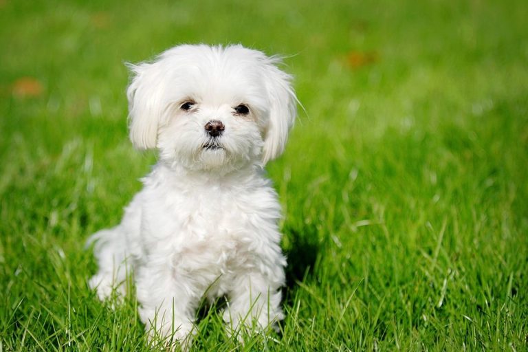 bichon maltais herbe