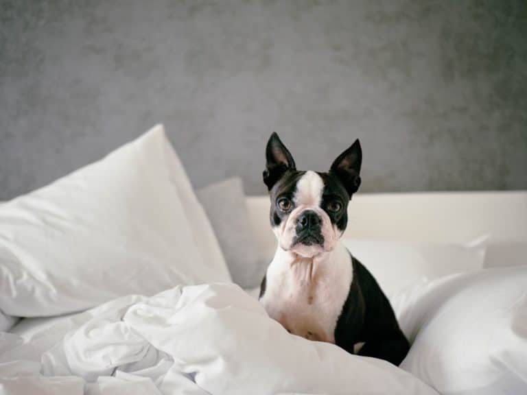 bouledogue dormir avec son chien
