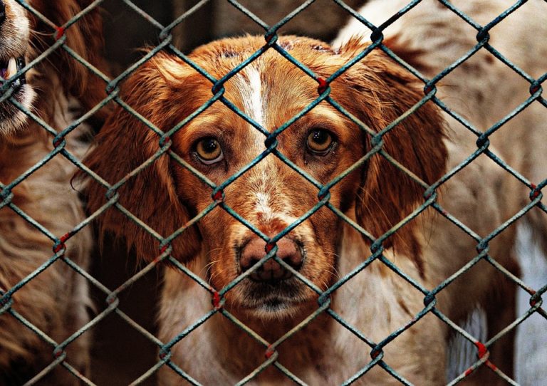 chien maltraité cage