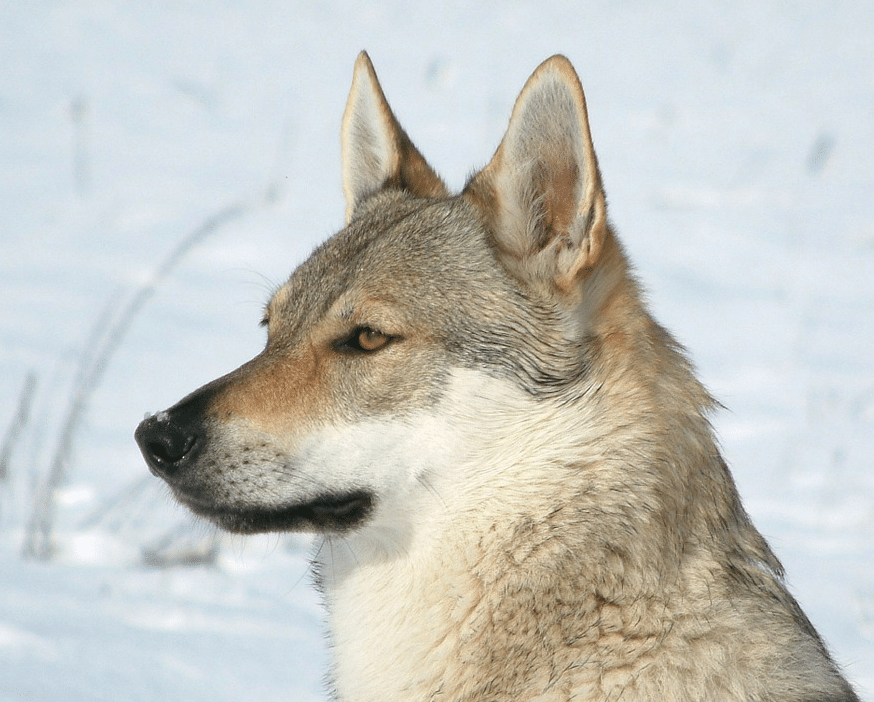 chien-loup tchécoslovaque