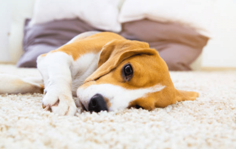 chien malade