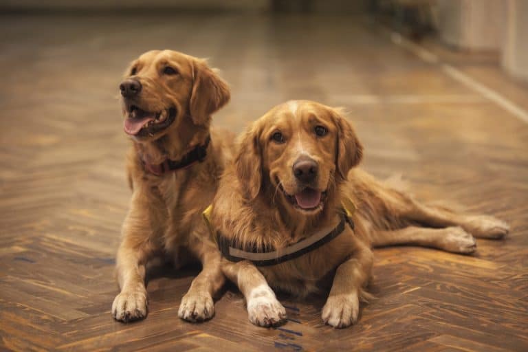 chiens couple sterilisation chien