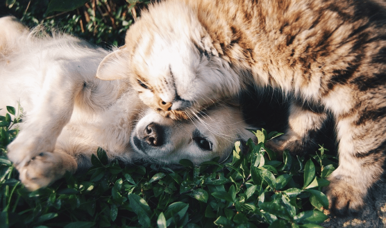 cohabitation chien et chat