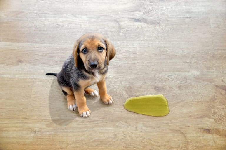 chien pipi intérieur