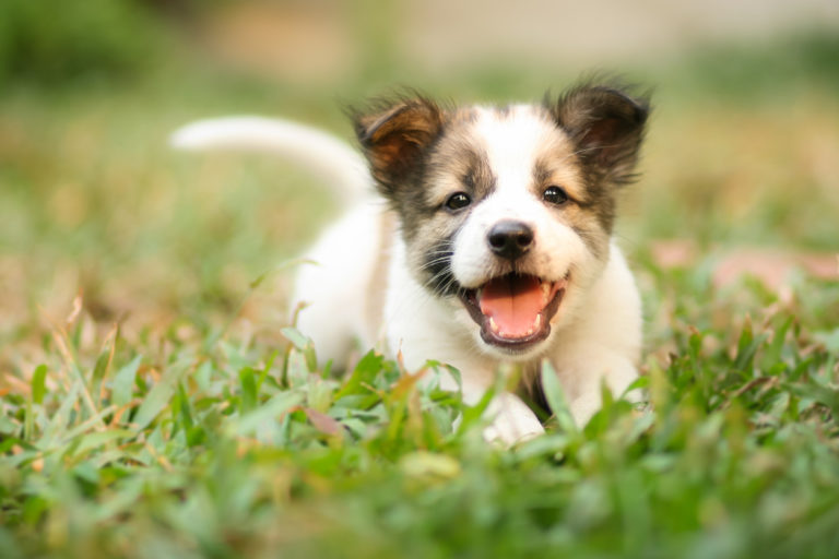 Chiot excité courir herbe