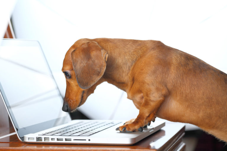 chien lire ordinateur