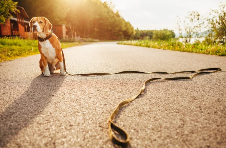 chien laisse assis