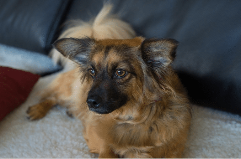 petit chien allongé